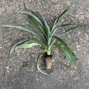 Florida Special Pineapple Plant Plug - 6-8 in - Edible Fruit