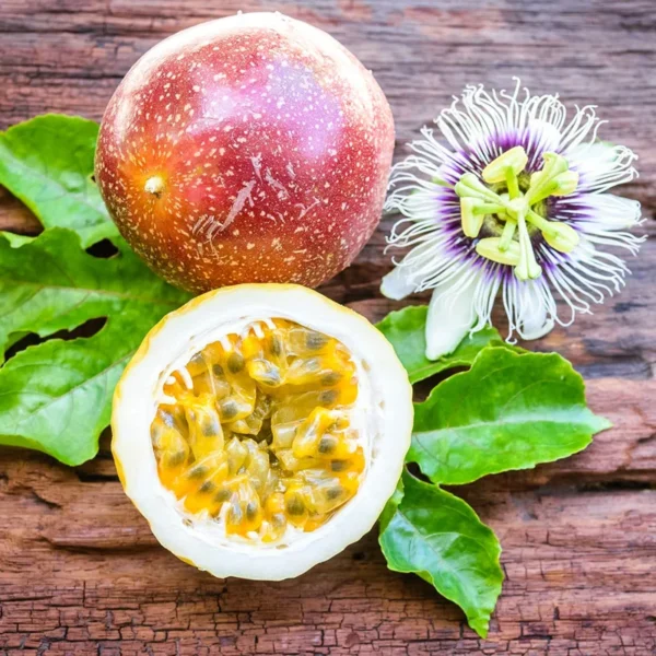 Frederick Passion Fruit Plant - 3-6 in Edible Fruit Vine