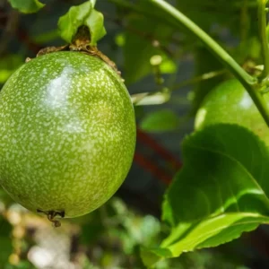 Frederick Passion Fruit Plant - 3-6 in Edible Fruit Vine