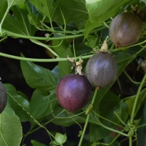 Frederick Passion Fruit Plant - 3-6 in Edible Fruit Vine
