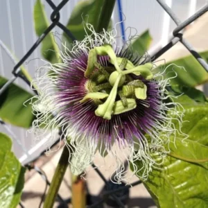 Frederick Passion Fruit Plant - 3-6 in Edible Fruit Vine