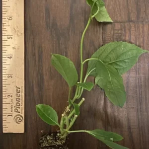 Frederick Passion Fruit Plant - 3-6 in Edible Fruit Vine