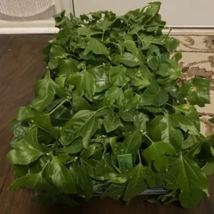 Frederick Passion Fruit Plant - 3-6 in Edible Fruit Vine