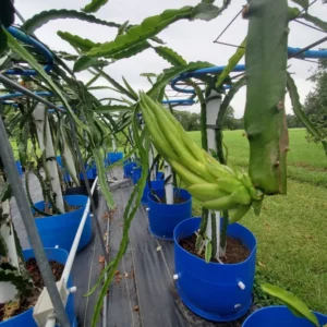 Edgar's Baby Dragon Fruit Hylocereus Plant Plug Tree 4-8 Inches Edible Fruit