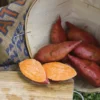 Georgia Jet Sweet Potato Slips - 10 Non-GMO Plants for Planting