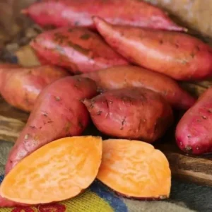 Georgia Jet Sweet Potato Slips - 10 Non-GMO Plants for Planting