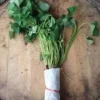 Georgia Jet Sweet Potato Slips - 10 Non-GMO Plants for Planting
