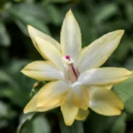 Golden Dancer Yellow Christmas Cactus 6'' Plant Holiday Cactus