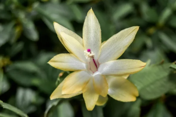 Golden Dancer Yellow Christmas Cactus 6'' Plant Holiday Cactus