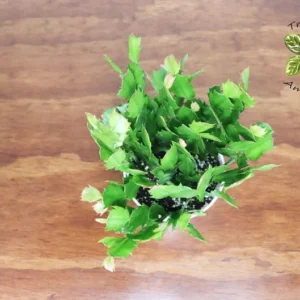 Golden Dancer Yellow Christmas Cactus 6'' Plant Holiday Cactus