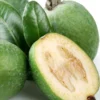Guava Tree Live Plant - Pineapple Guava Tree - 4 to 6 Inch Tall - Tropical Fruit Tree for Garden