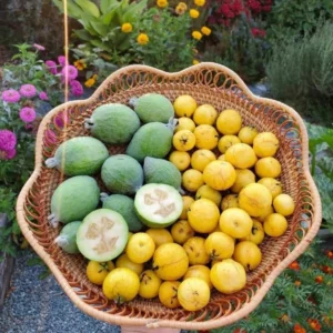 Guava Tree Live Plant - Pineapple Guava Tree - 4 to 6 Inch Tall - Tropical Fruit Tree for Garden