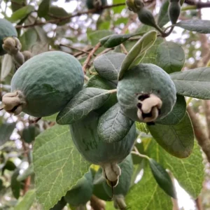 Guava Tree Live Plant - Pineapple Guava Tree - 4 to 6 Inch Tall - Tropical Fruit Tree for Garden