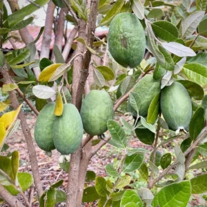 Guava Tree Live Plant - Pineapple Guava Tree - 4 to 6 Inch Tall - Tropical Fruit Tree for Garden