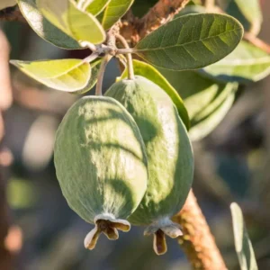 Guava Tree Live Plant - Pineapple Guava Tree - 4 to 6 Inch Tall - Tropical Fruit Tree for Garden