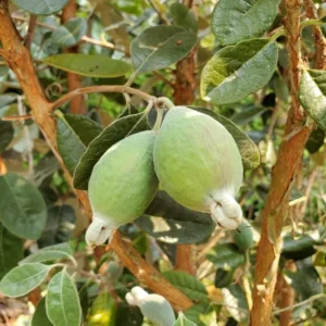 Guava Tree Live Plant - Pineapple Guava Tree - 4 to 6 Inch Tall - Tropical Fruit Tree for Garden