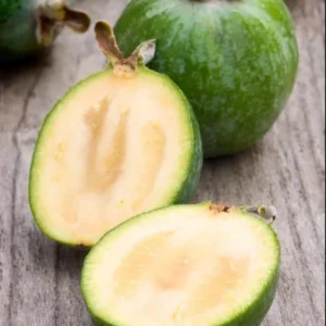 Guava Tree Live Plant - Pineapple Guava Tree - 4 to 6 Inch Tall - Tropical Fruit Tree for Garden