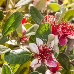 Guava Tree Live Plant - Pineapple Guava Tree - 4 to 6 Inch Tall - Tropical Fruit Tree for Garden