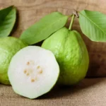Guava Tree Live Plant - White Guava, 4-8 Inch Tall - For Gardening