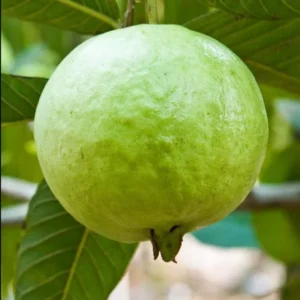 Guava Tree Live Plant - White Guava, 4-8 Inch Tall - For Gardening