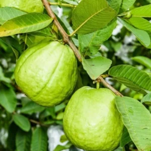 Guava Tree Live Plant - White Guava, 4-8 Inch Tall - For Gardening
