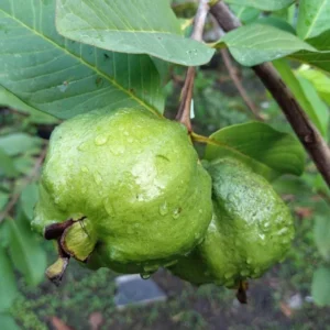 Guava Tree Live Plant - White Guava, 4-8 Inch Tall - For Gardening