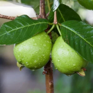 Guava Tree Live Plant - White Guava, 4-8 Inch Tall - For Gardening