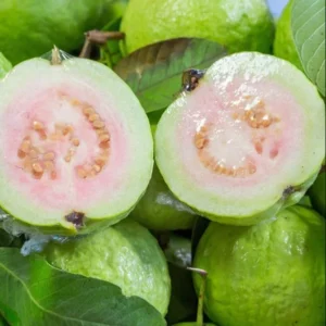 Guava Tree Live Plant - White Guava, 4-8 Inch Tall - For Gardening