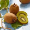 Hardy Kiwi Fruit Tree - 2 Pack Live Kiwi Plants 4-6 Inch Tall