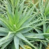 Hedgehog Aloe Plant - Aloe humilis x 'Hedgehog' - 2-4 in Plug/Pup