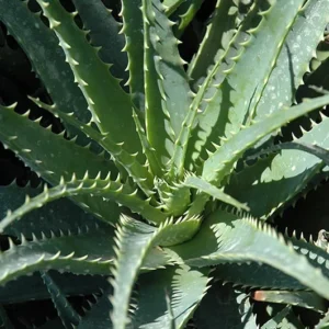 Hedgehog Aloe Plant - Aloe humilis x 'Hedgehog' - 2-4 in Plug/Pup