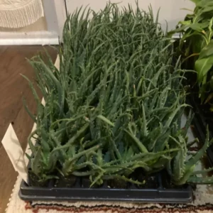 Hedgehog Aloe Plant - Aloe humilis x 'Hedgehog' - 2-4 in Plug/Pup