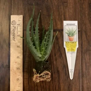 Hedgehog Aloe Plant - Aloe humilis x 'Hedgehog' - 2-4 in Plug/Pup