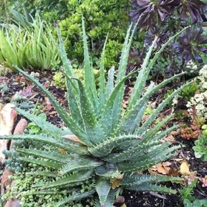 Hedgehog Aloe Plant - Aloe humilis x 'Hedgehog' - 2-4 in Plug/Pup