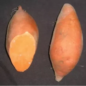 Hernandez Sweet Potato Slips - 10 Non GMO Plants - Garden Ready