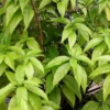 Hoan Ngoc Edible Plant Plug - Pseuderanthemum palatiferum - 4-8 in - Tissue Culture Plant