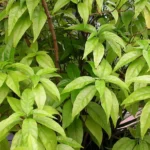 Hoan Ngoc Edible Plant Plug - Pseuderanthemum palatiferum - 4-8 in - Tissue Culture Plant
