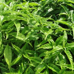 Hoan Ngoc Edible Plant Plug - Pseuderanthemum palatiferum - 4-8 in - Tissue Culture Plant