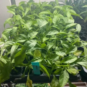 Hoan Ngoc Edible Plant Plug - Pseuderanthemum palatiferum - 4-8 in - Tissue Culture Plant