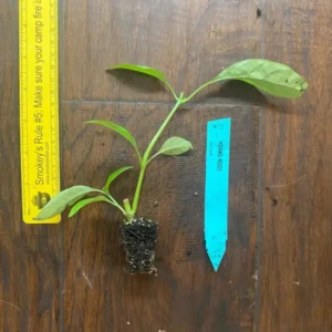 Hoan Ngoc Edible Plant Plug - Pseuderanthemum palatiferum - 4-8 in - Tissue Culture Plant