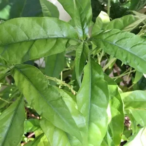 Hoan Ngoc Edible Plant Plug - Pseuderanthemum palatiferum - 4-8 in - Tissue Culture Plant