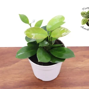 Hoya Australis Plant - 4 Inch Potted Indoor Plant