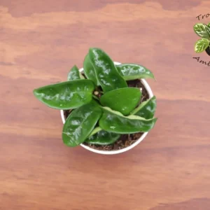 Hoya Carnosa Krinkle Wax Plant - 4 Inch Potted Hoya