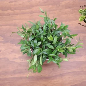 Hoya Carnosa Plant - 6 Inch Potted Wax Plant