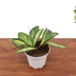 Hoya Crimson Princess Plant - 2.5 Inch Potted Indoor Plant