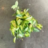 Hoya Exotica Plant - 2.5 Inch Potted Hoya Exotica Variety