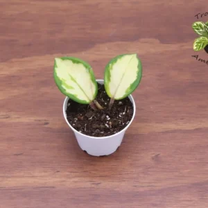 Hoya Exotica Plant - 2.5 Inch Potted Hoya Exotica Variety