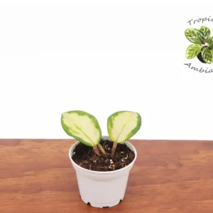 Hoya Exotica Plant - 2.5 Inch Potted Hoya Exotica Variety