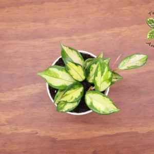 Hoya Exotica Tricolor Plant - 4 Inch Pot - Tropical Vine