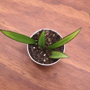 Hoya Kentiana Narrow Leaf - 2 Inch Potted Houseplant